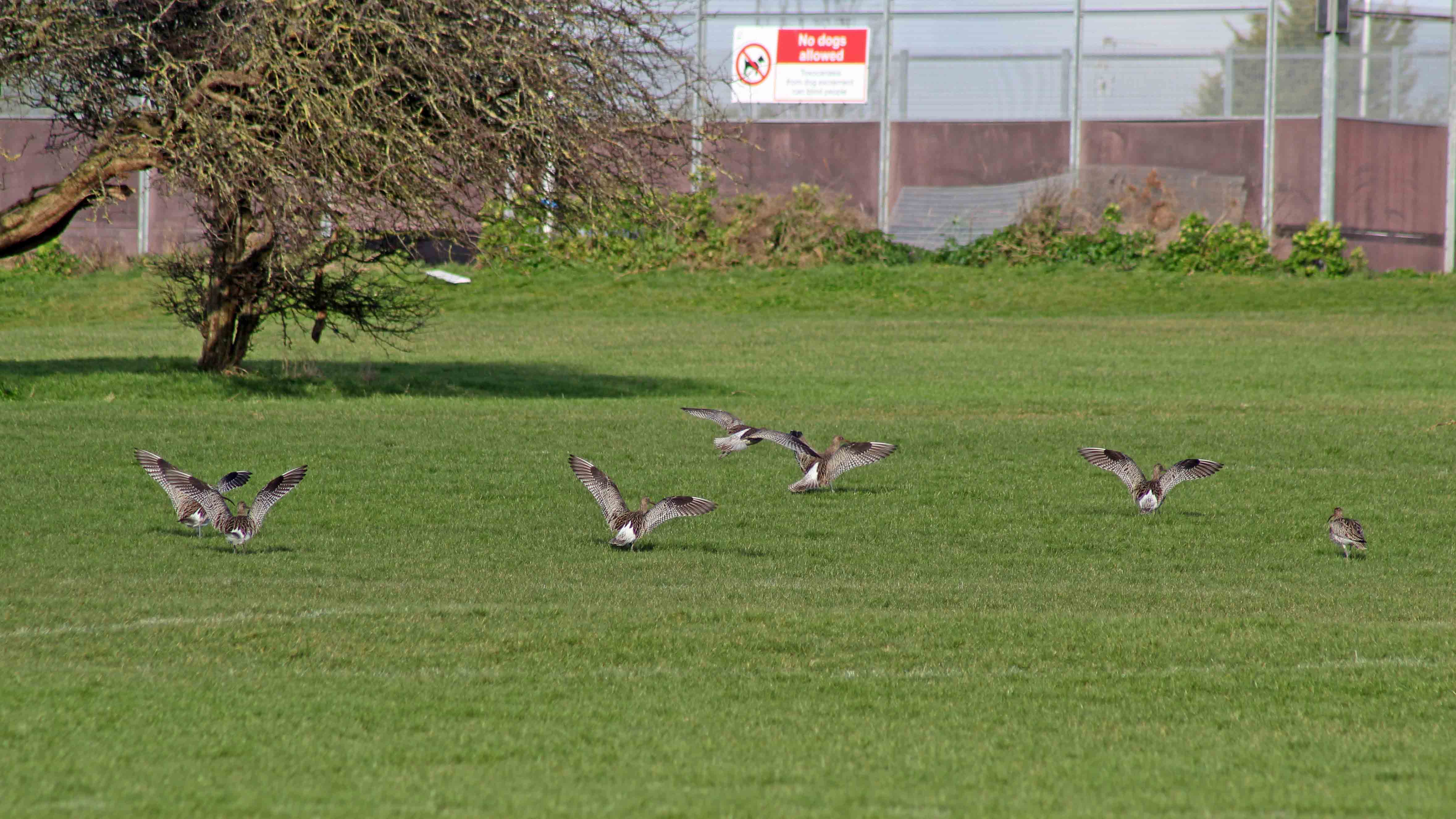 180206 Sully stroll (10)