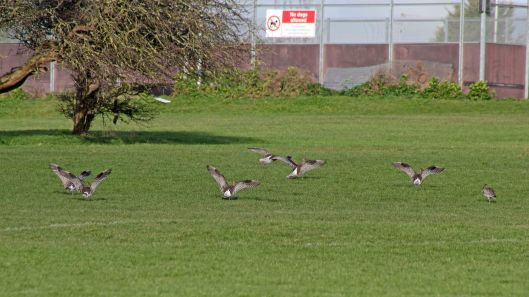 180206 Sully stroll (10)