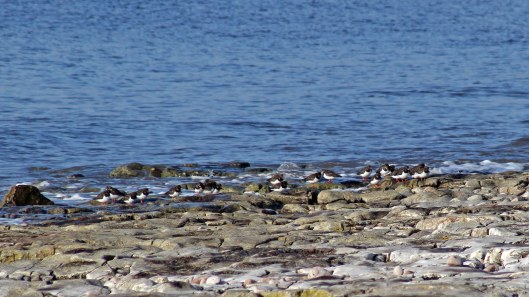 180206 Sully stroll (5)