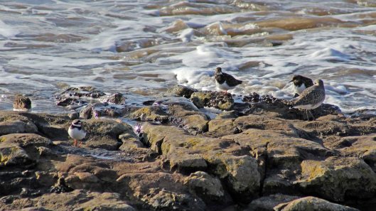 180206 Sully stroll (6)