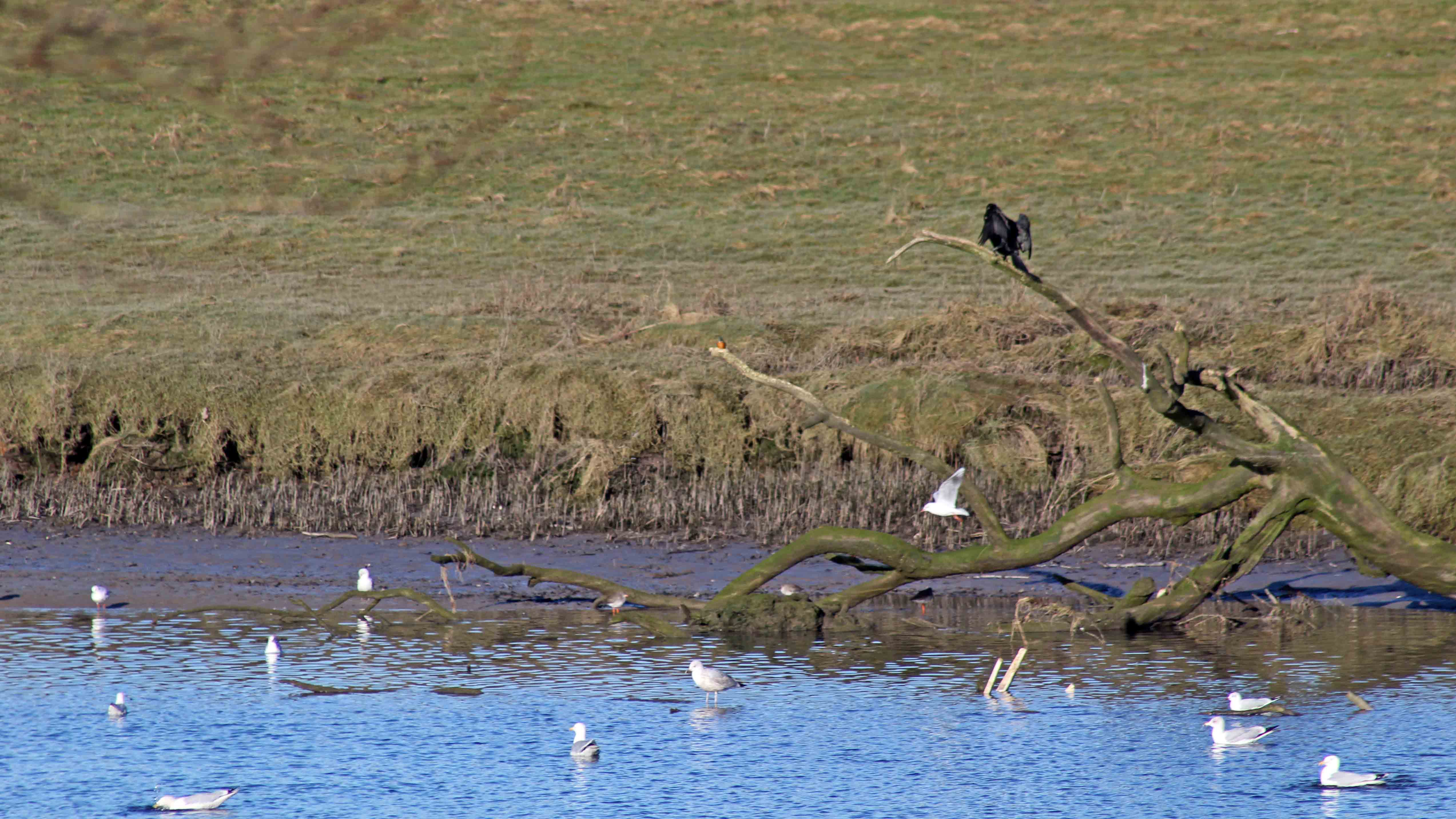 180211 Birding at Ogmore &amp; Kenfig (1)