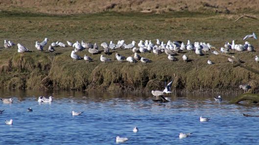 180211 Birding at Ogmore & Kenfig (3)