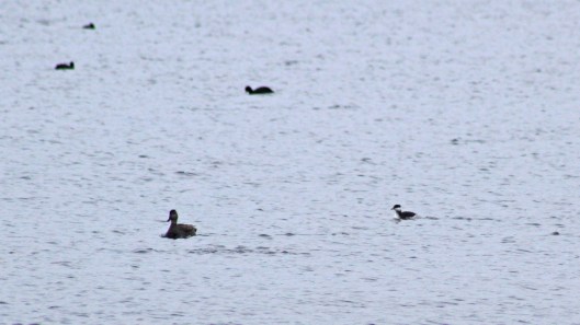 180211 Birding at Ogmore & Kenfig (7)