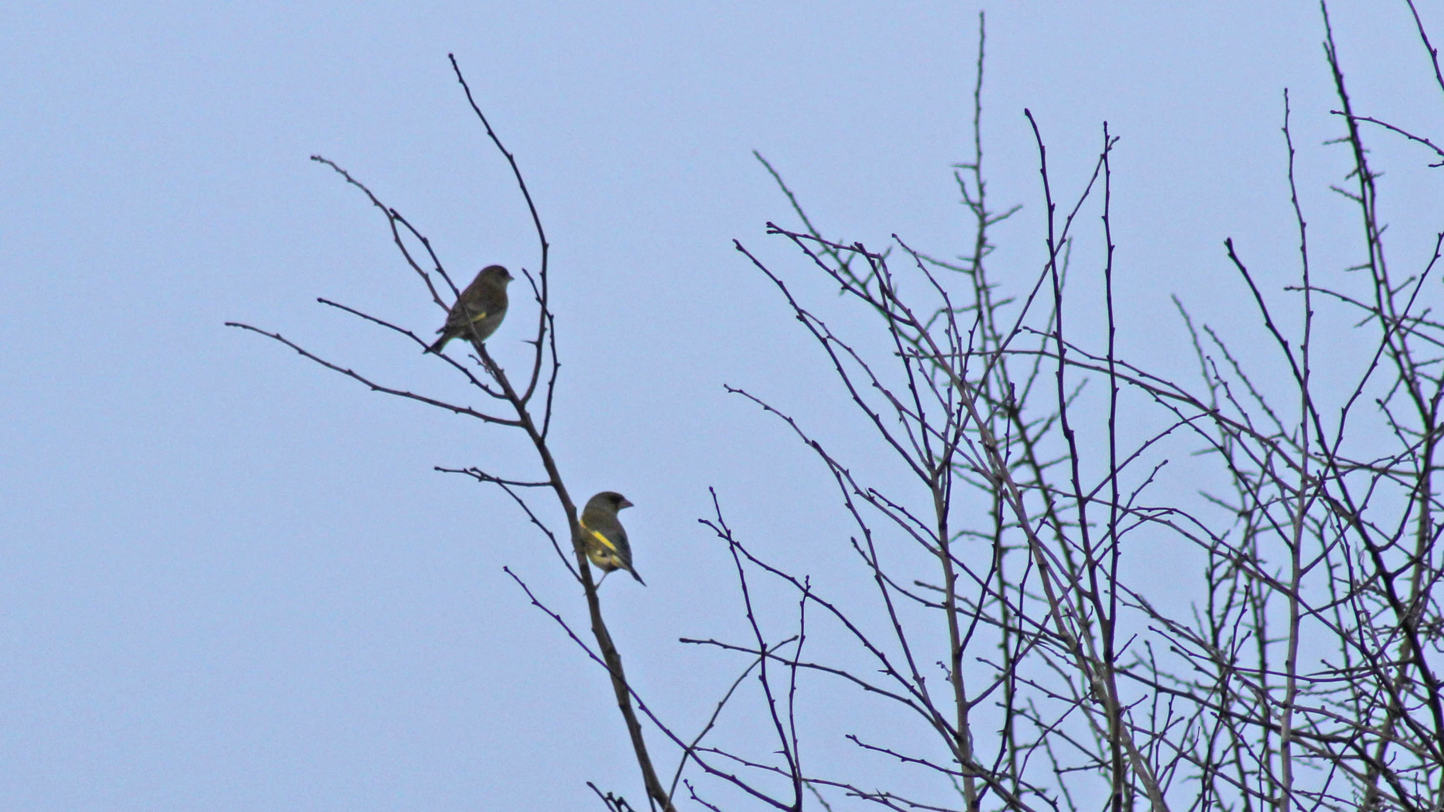 180211 Birding at Ogmore & Kenfig (8)