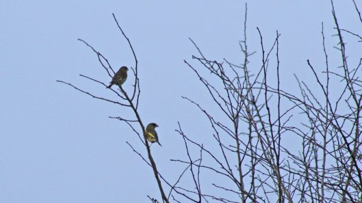 180211 Birding at Ogmore & Kenfig (8)