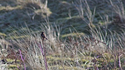 180211 Birding at Ogmore & Kenfig (9)