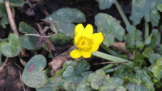 180216 Lesser celandine (4)