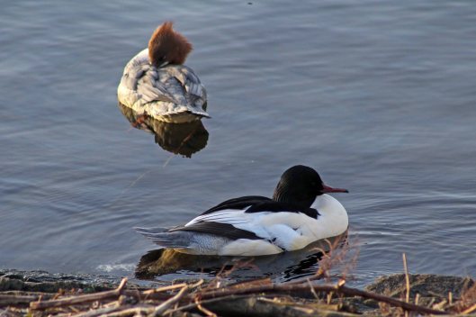 180218 Goosander (1)