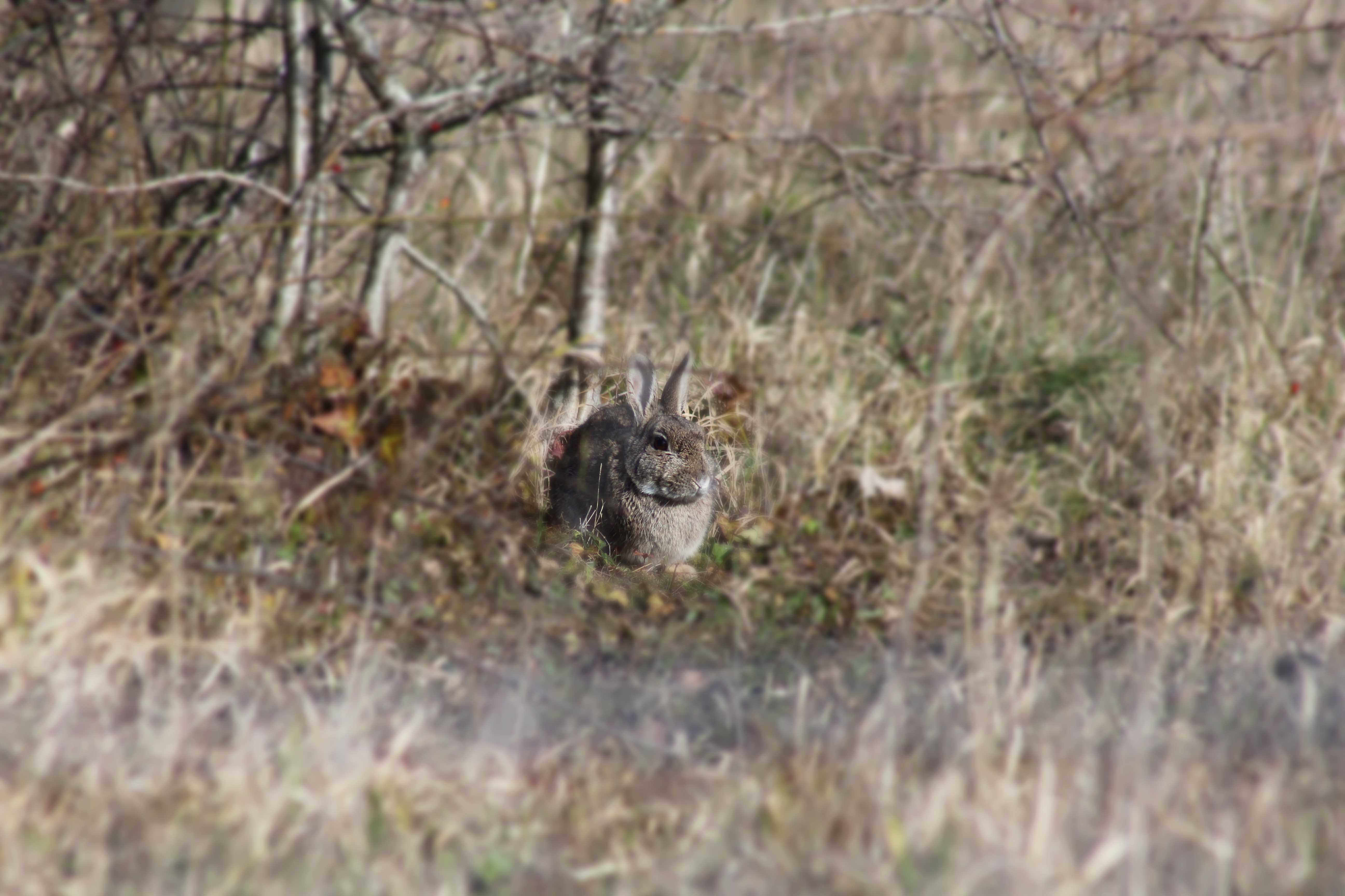 Hallo, Rabbit | earthstar