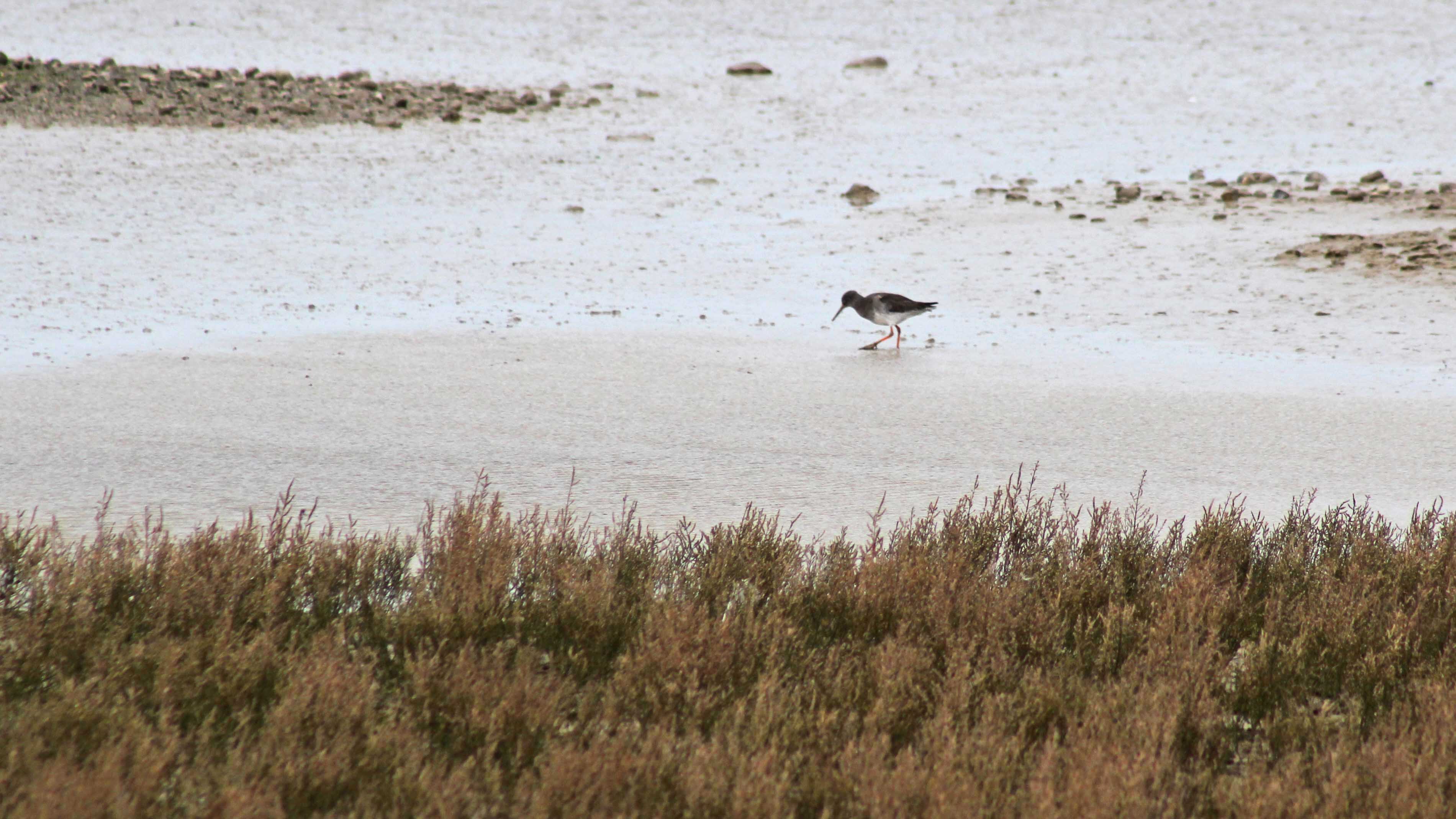 180227 Rye Harbour birds (1)