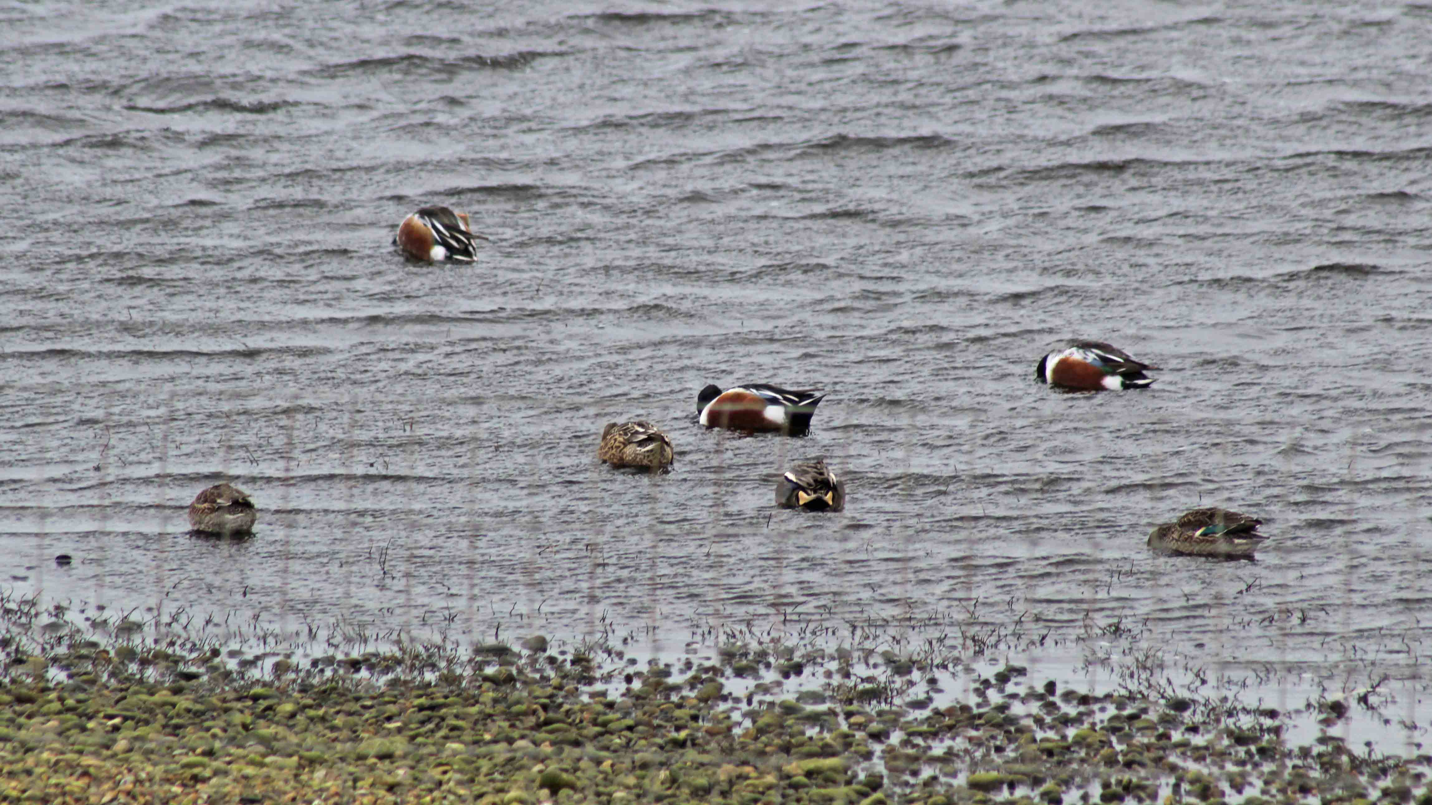180227 Rye Harbour birds (3)