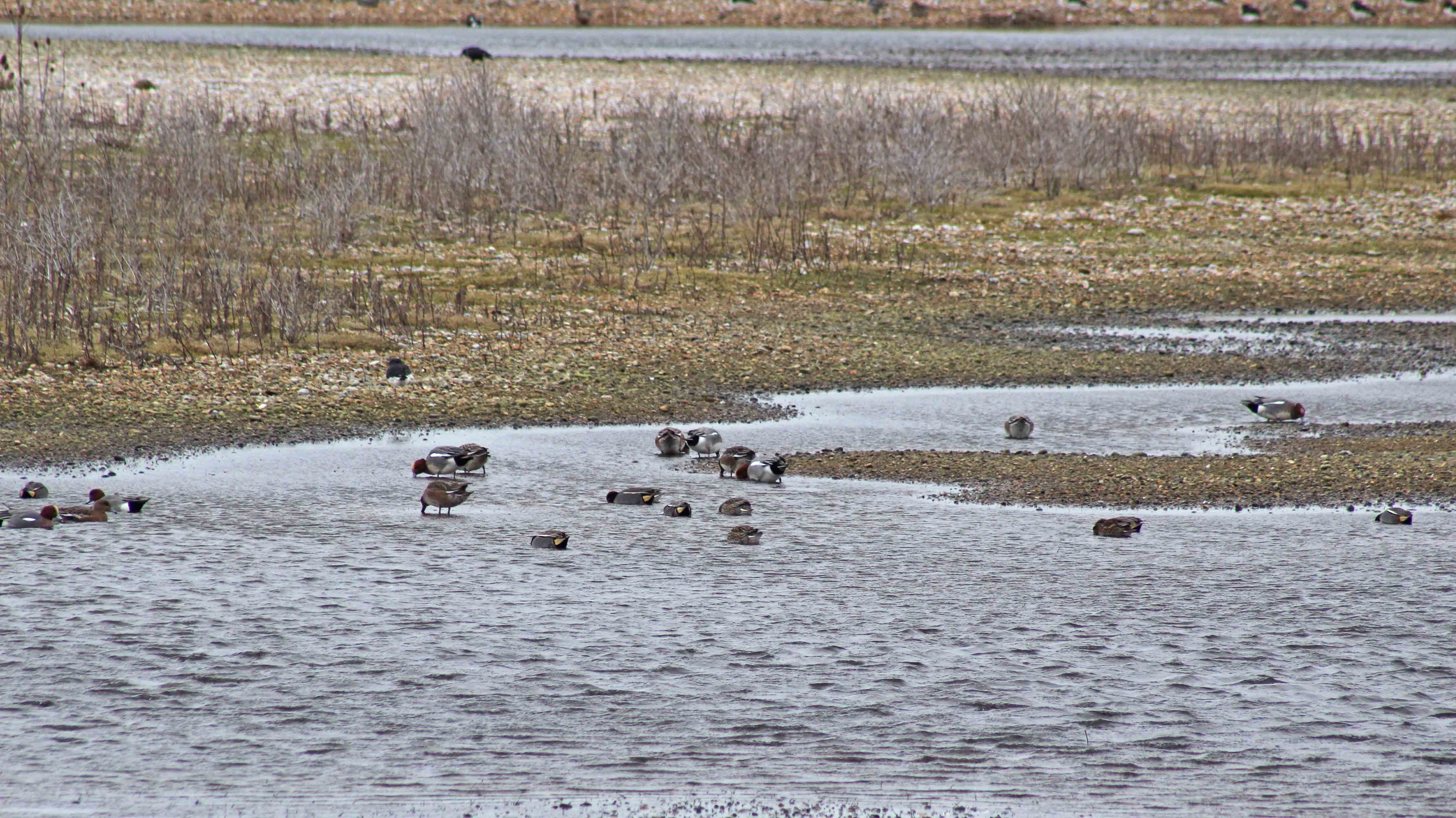 180227 Rye Harbour birds (4)