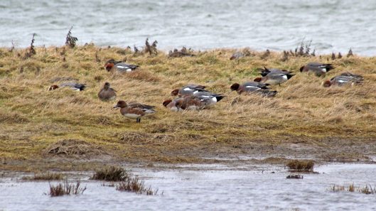 180227 Rye Harbour birds (5)