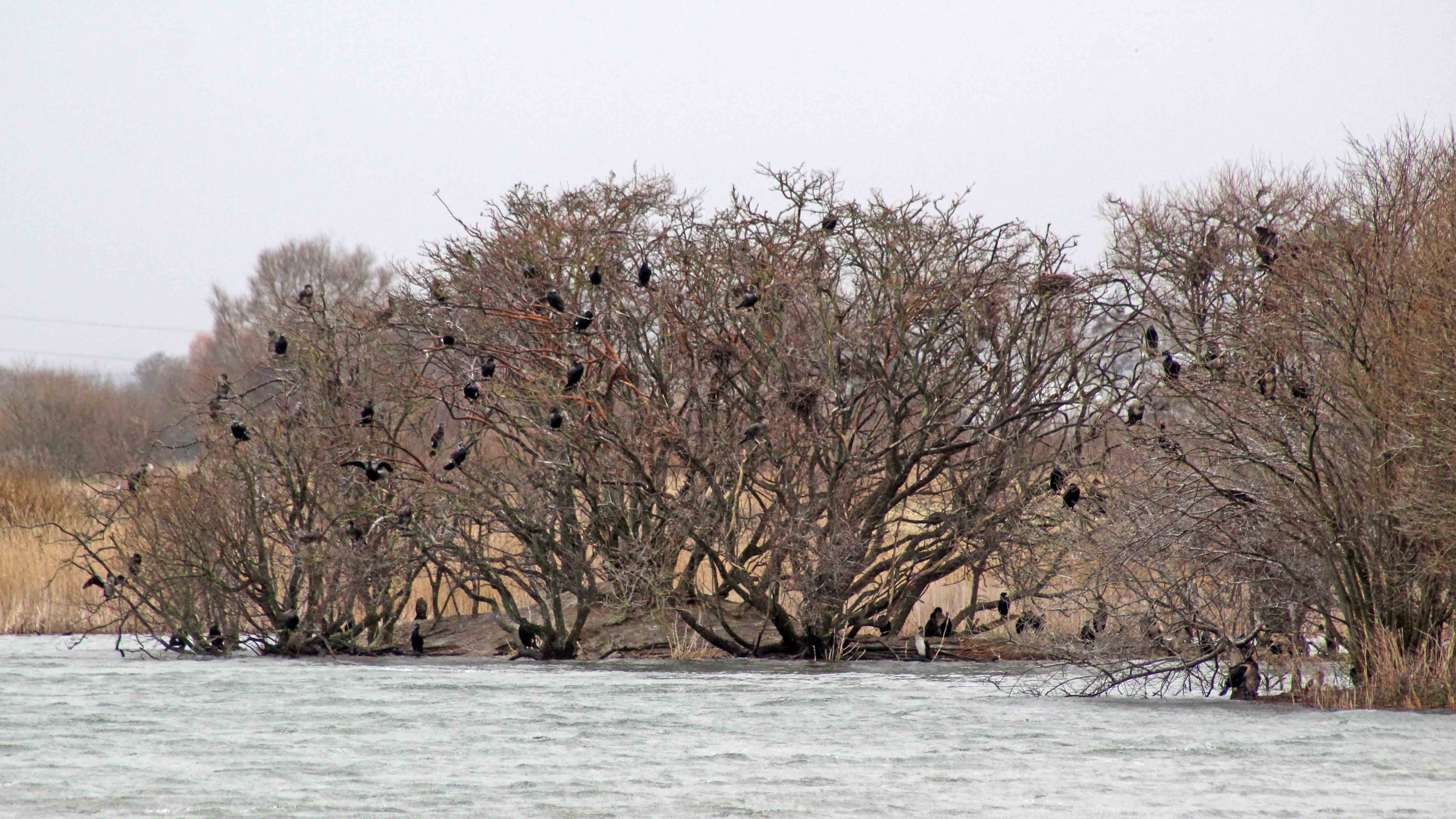 180227 Rye Harbour birds (6)