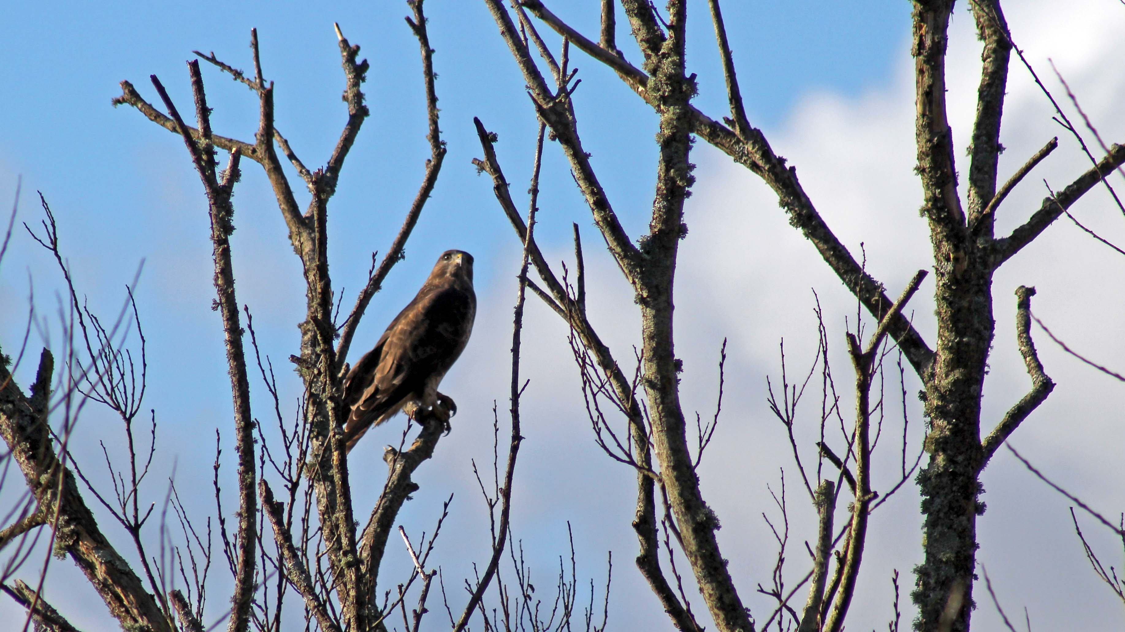 180304 180202 (2) buzzard