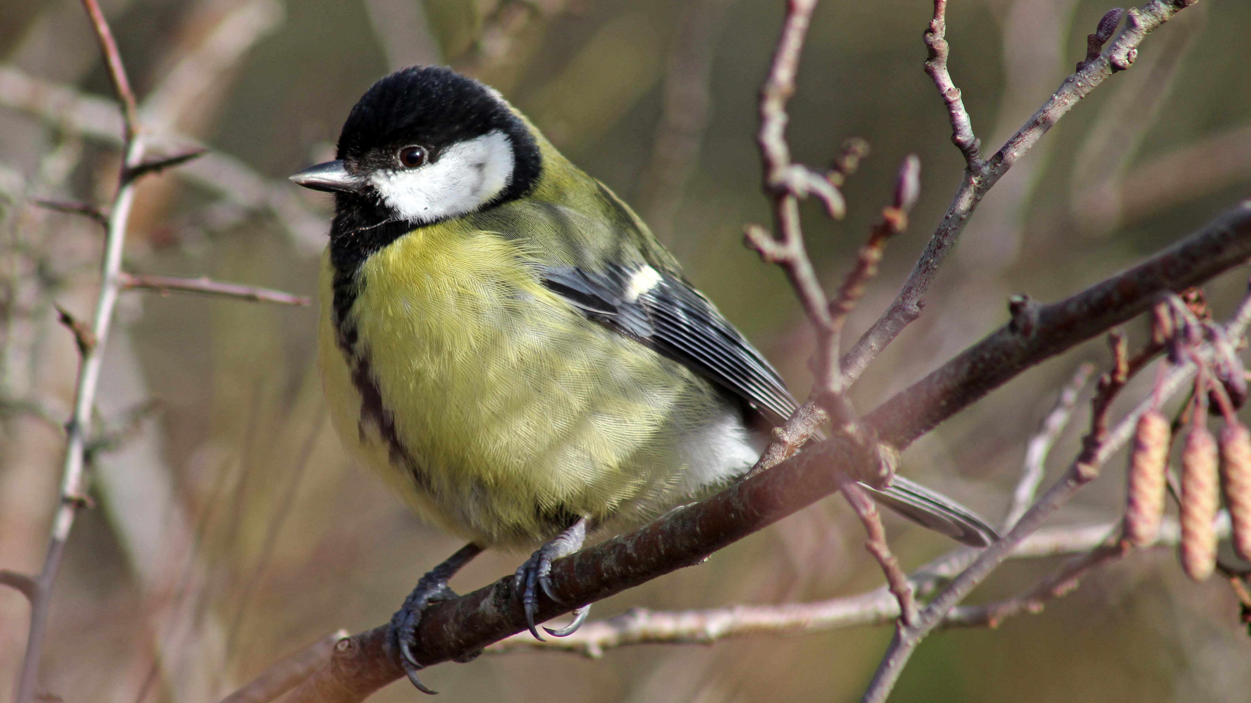 180304 180202 (3) great tit