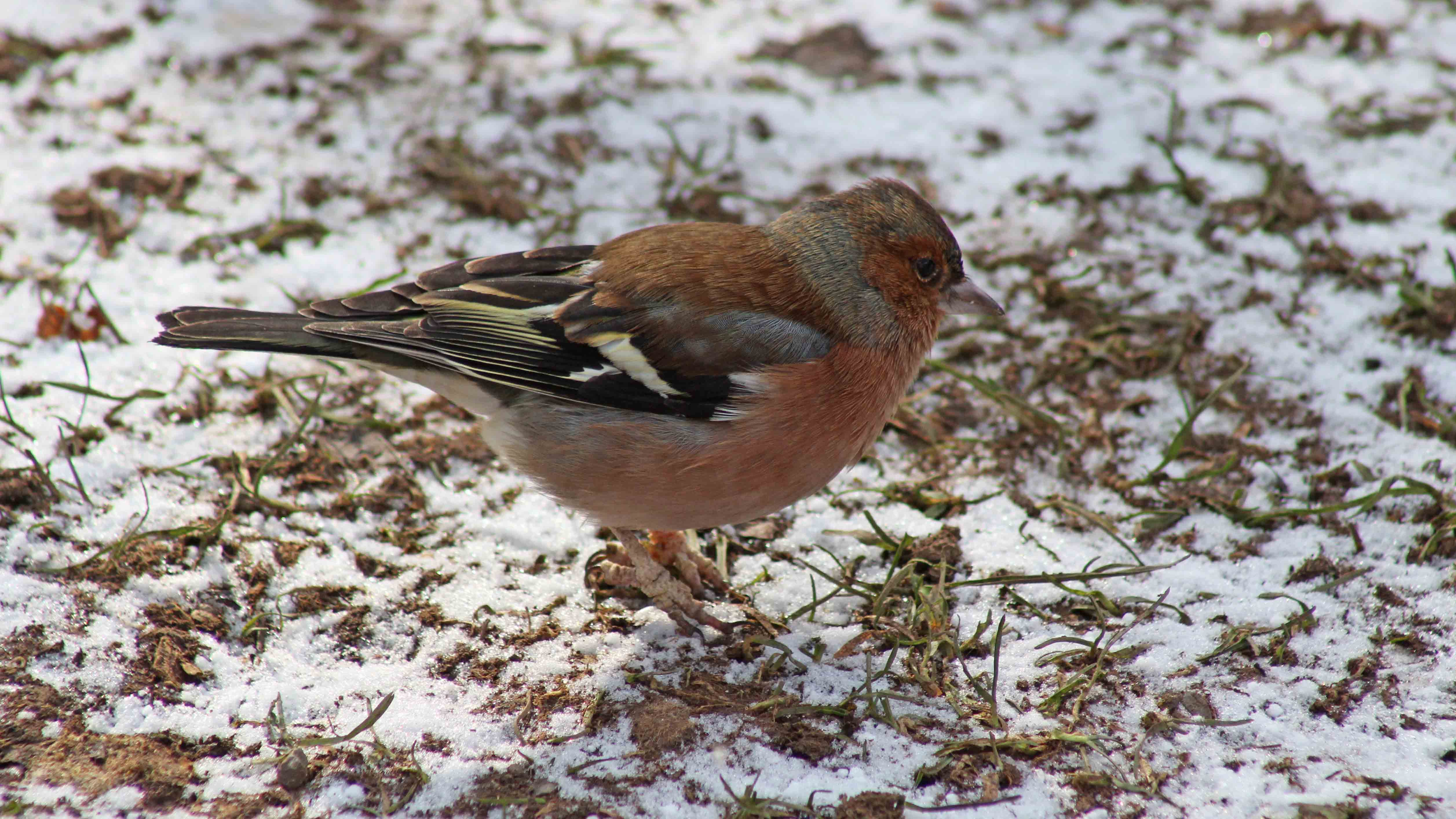 180304 180228 chaffinch