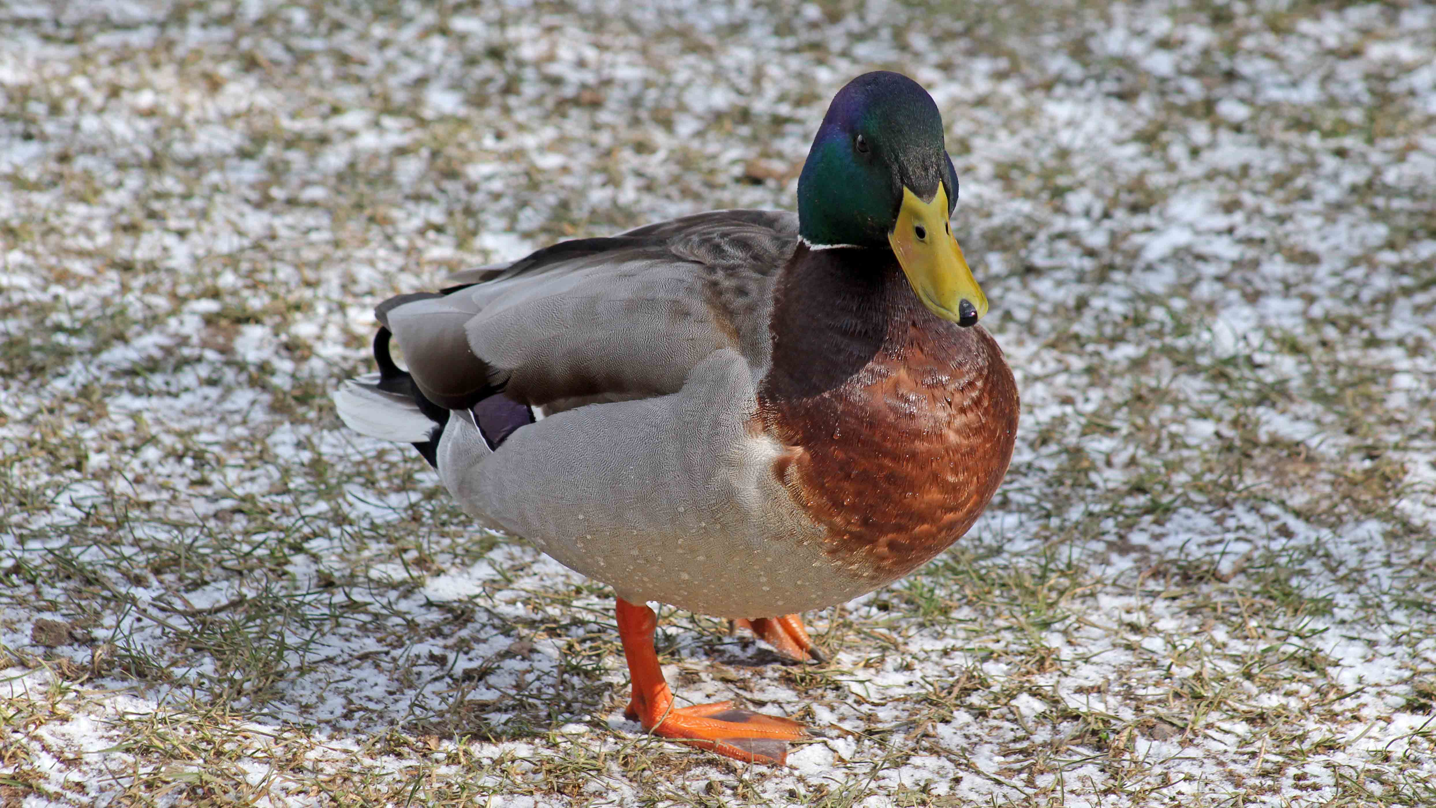 180304 180228 mallard