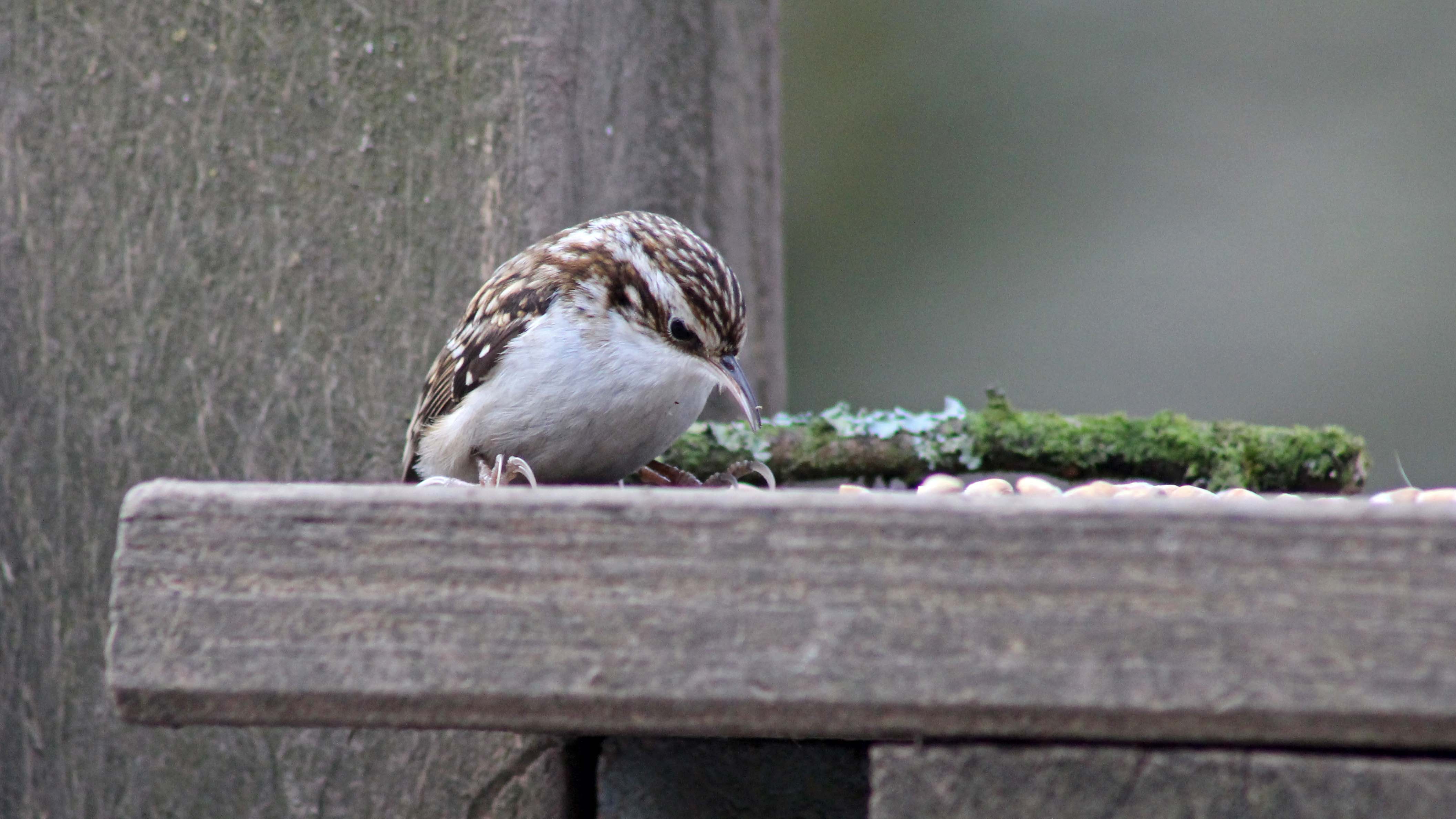 180304 180228 treecreeper