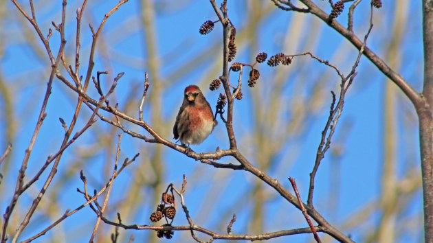 71 Lesser redpoll