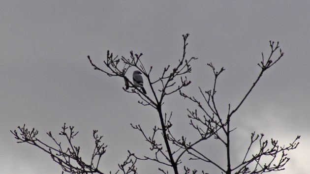 102 Great grey shrike