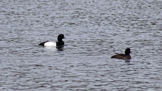 104 Scaup