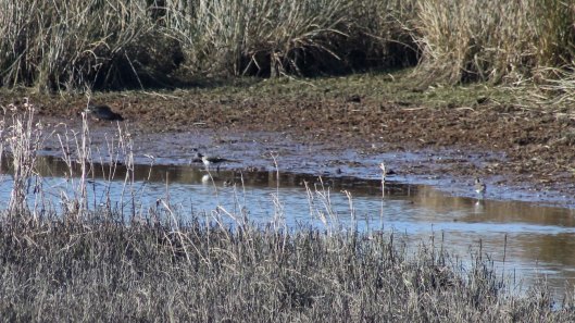 180302 Tregaron Bog (1)