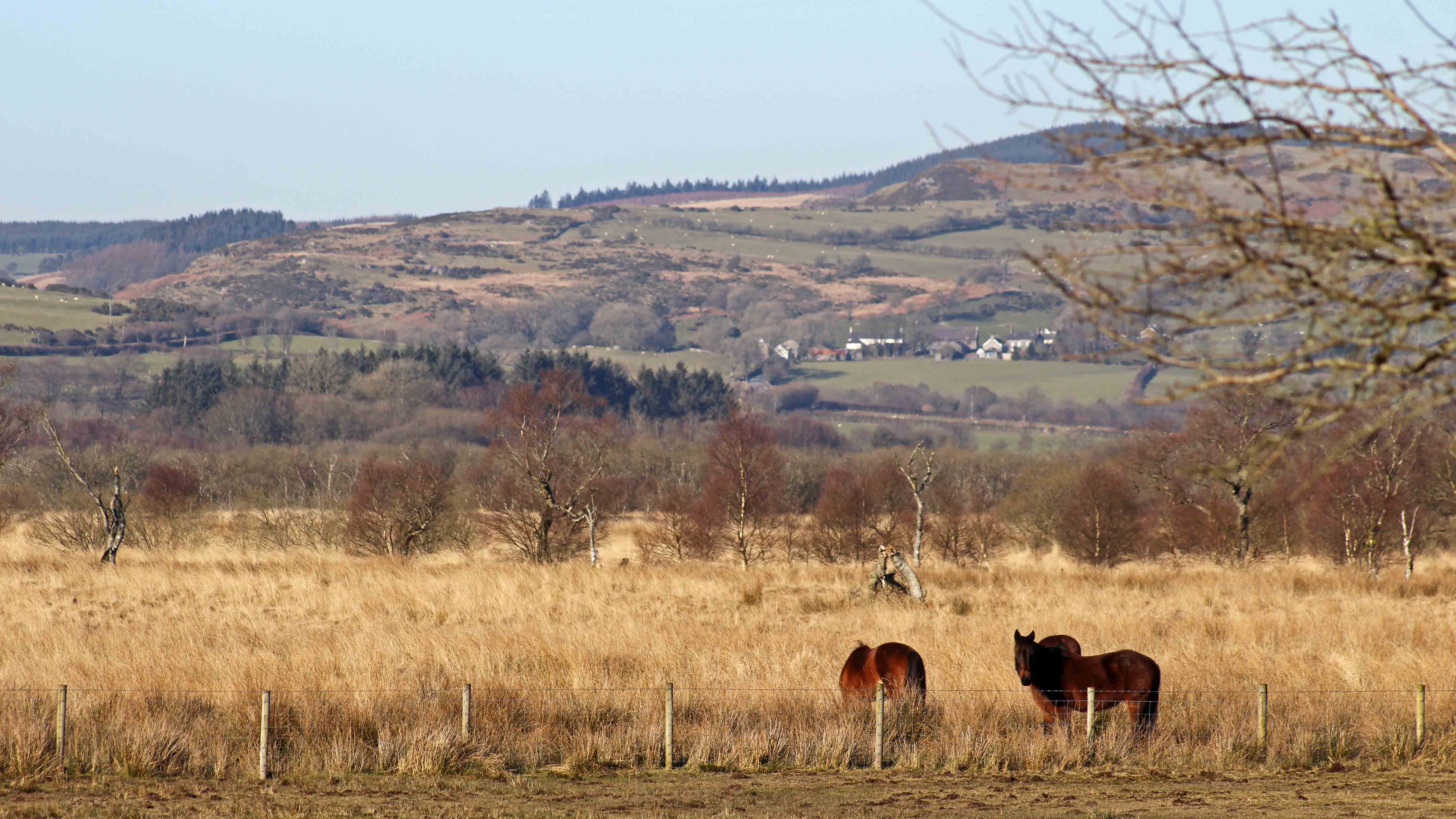 180302 Tregaron Bog (3)