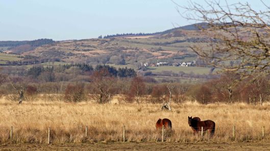 180302 Tregaron Bog (3)