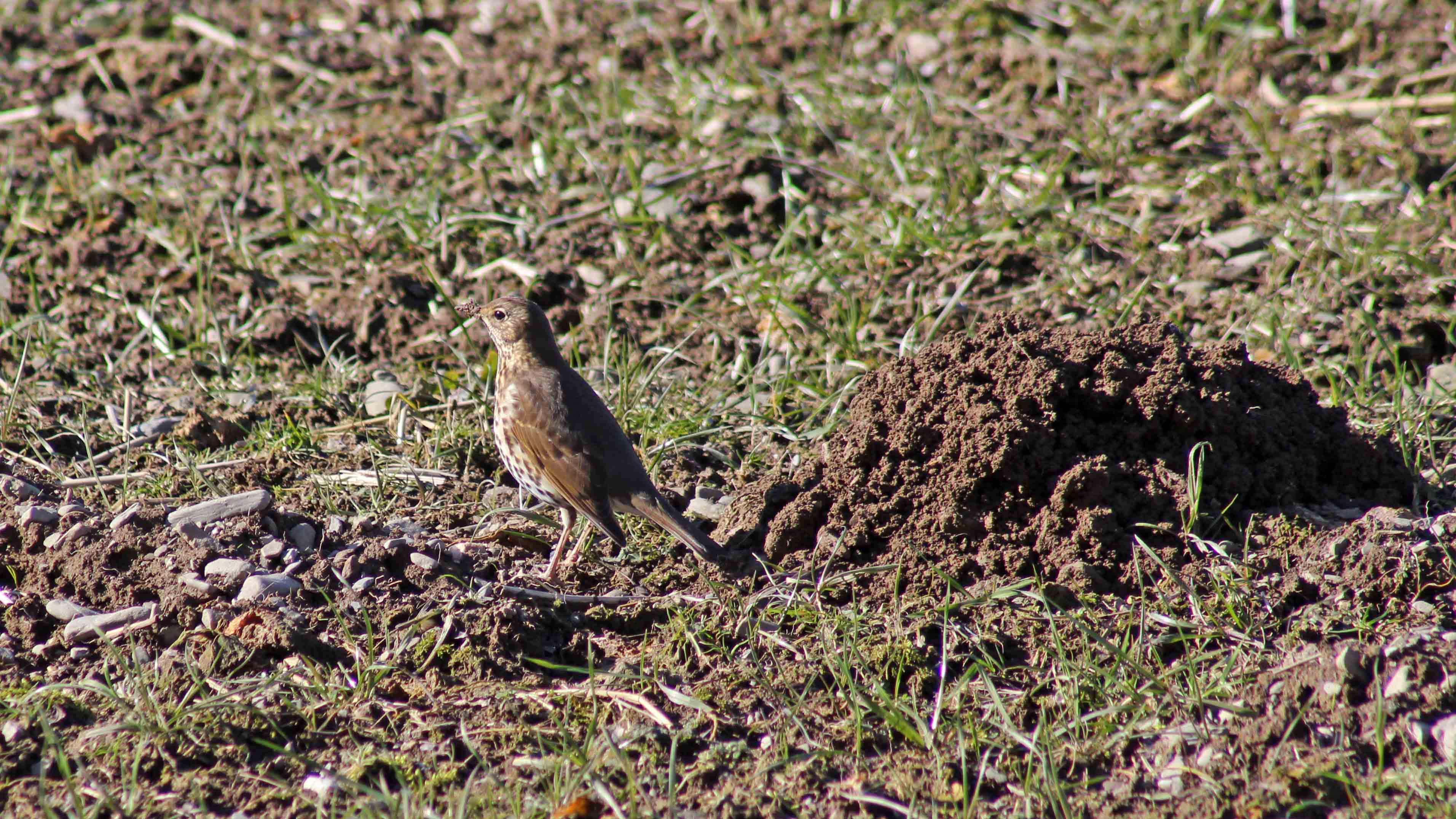 180302 Tywi Valley (5)