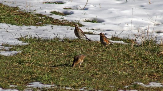 180308 Fieldfare Redwing Song thrush