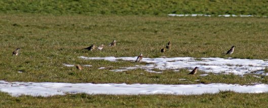 180308 Fieldfare & Redwing