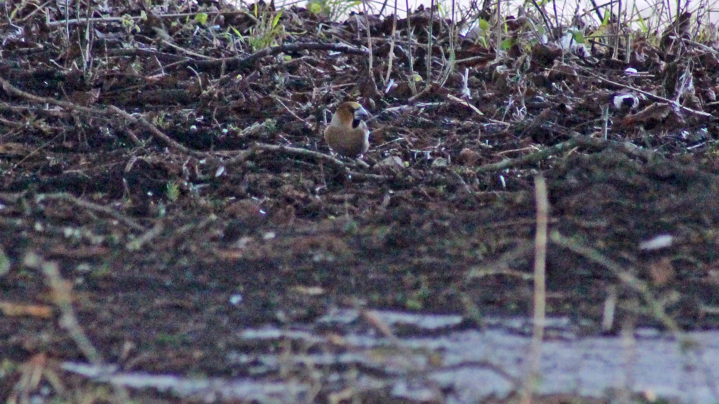 180310 Hawfinch