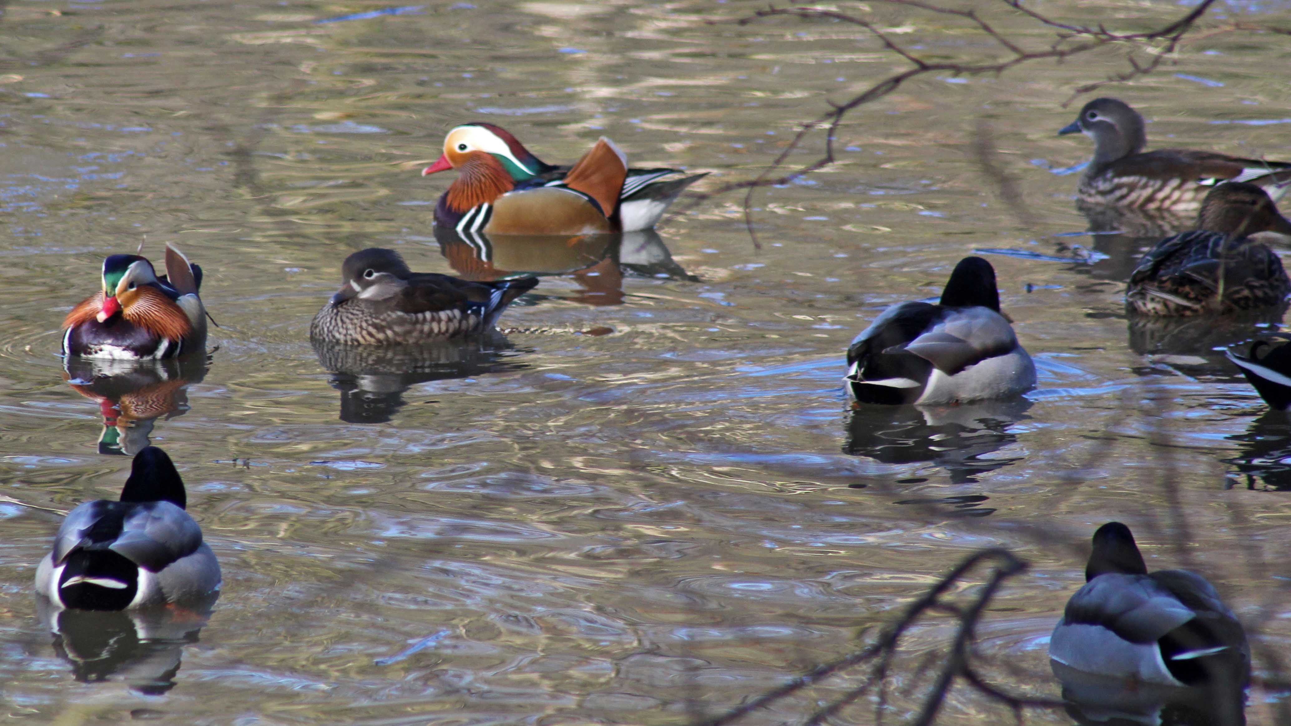 180310 Mandarin & other ducks (3)