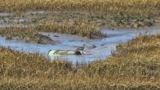 180312 Curlew (1)