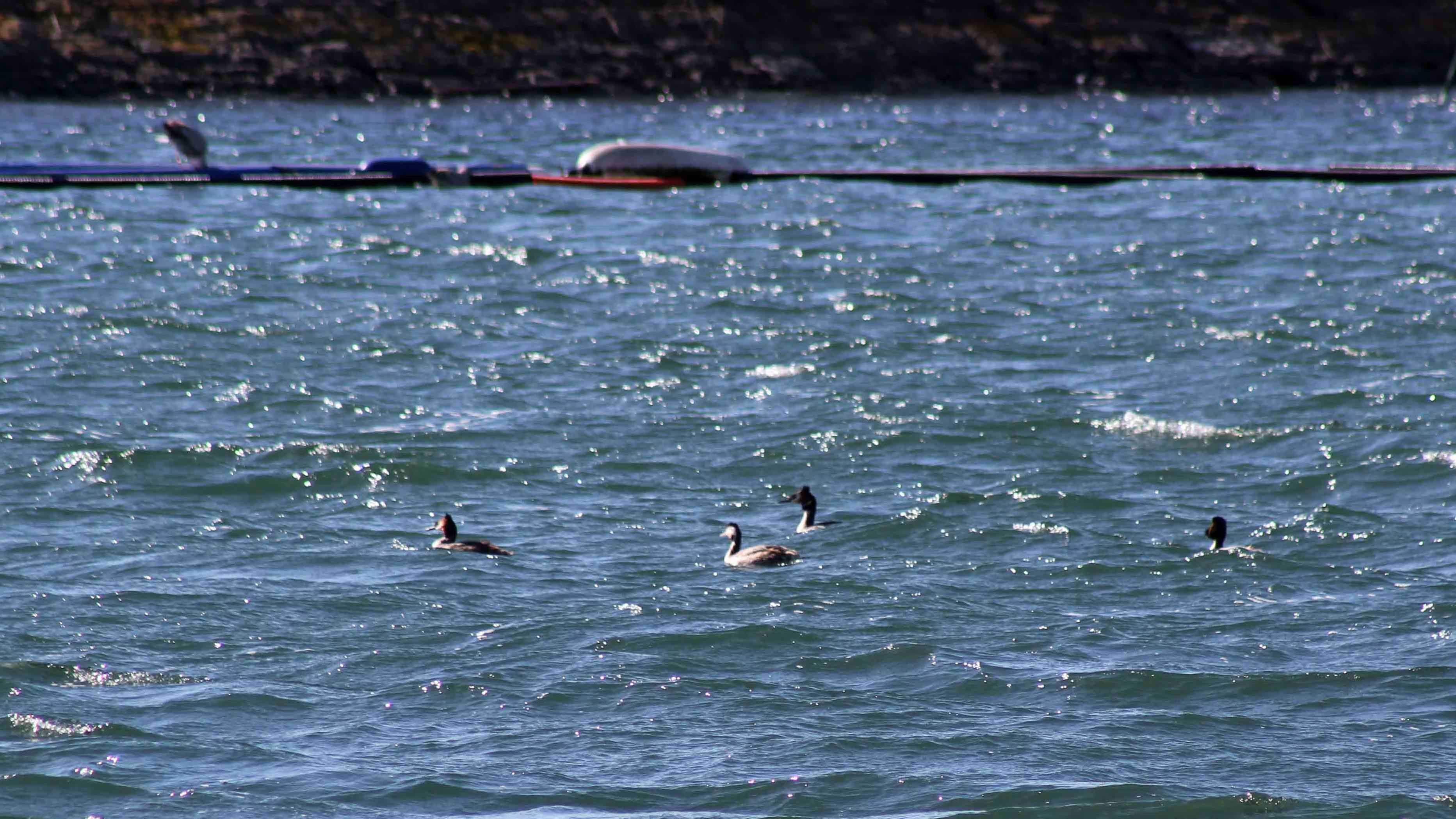 180312 Great crested grebes