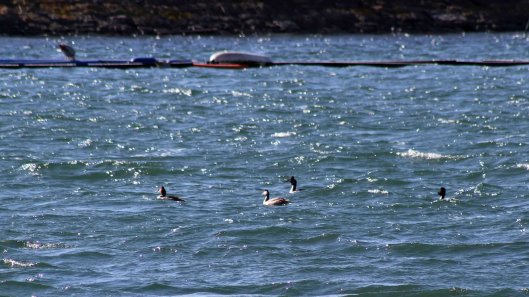 180312 Great crested grebes