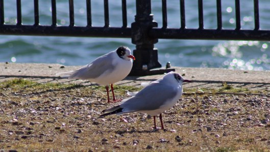 180312 Med & black-headed gulls