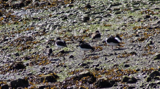 180312 Oystercatchers