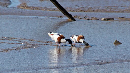 180312 Shelducks