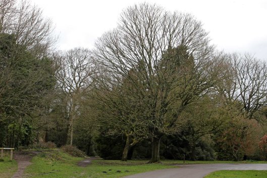 180313 acer pictum (1)