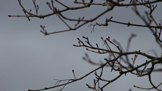 180313 acer pictum (9)