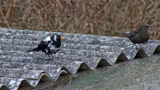 180314 leucistic blackbird (1)