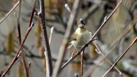 180318 chiffchaff (2)