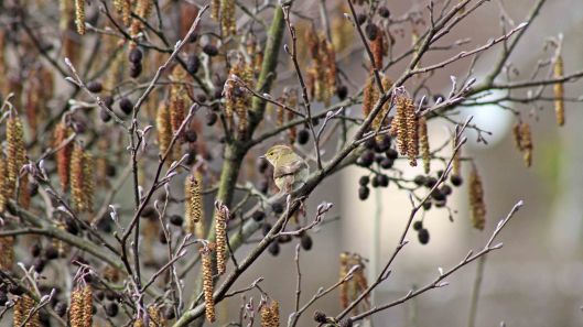 180318 chiffchaff (4)
