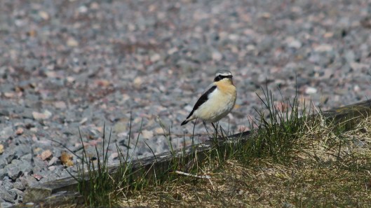 18032 wheatear (3)