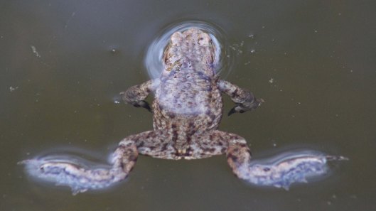 180320 Common frog (4)