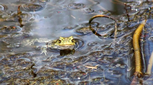 180320 Common frog (5)