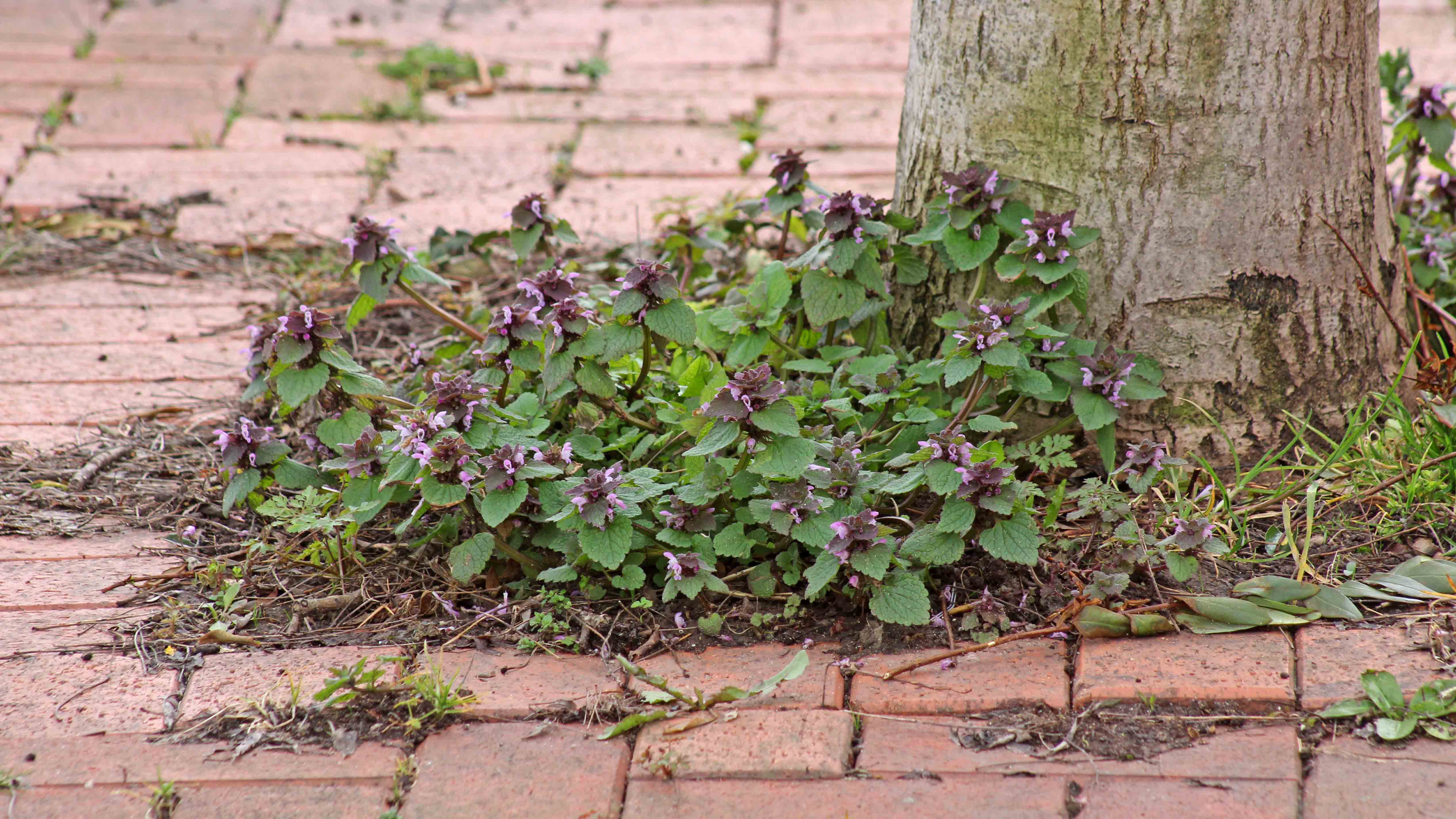 180323 red dead nettle