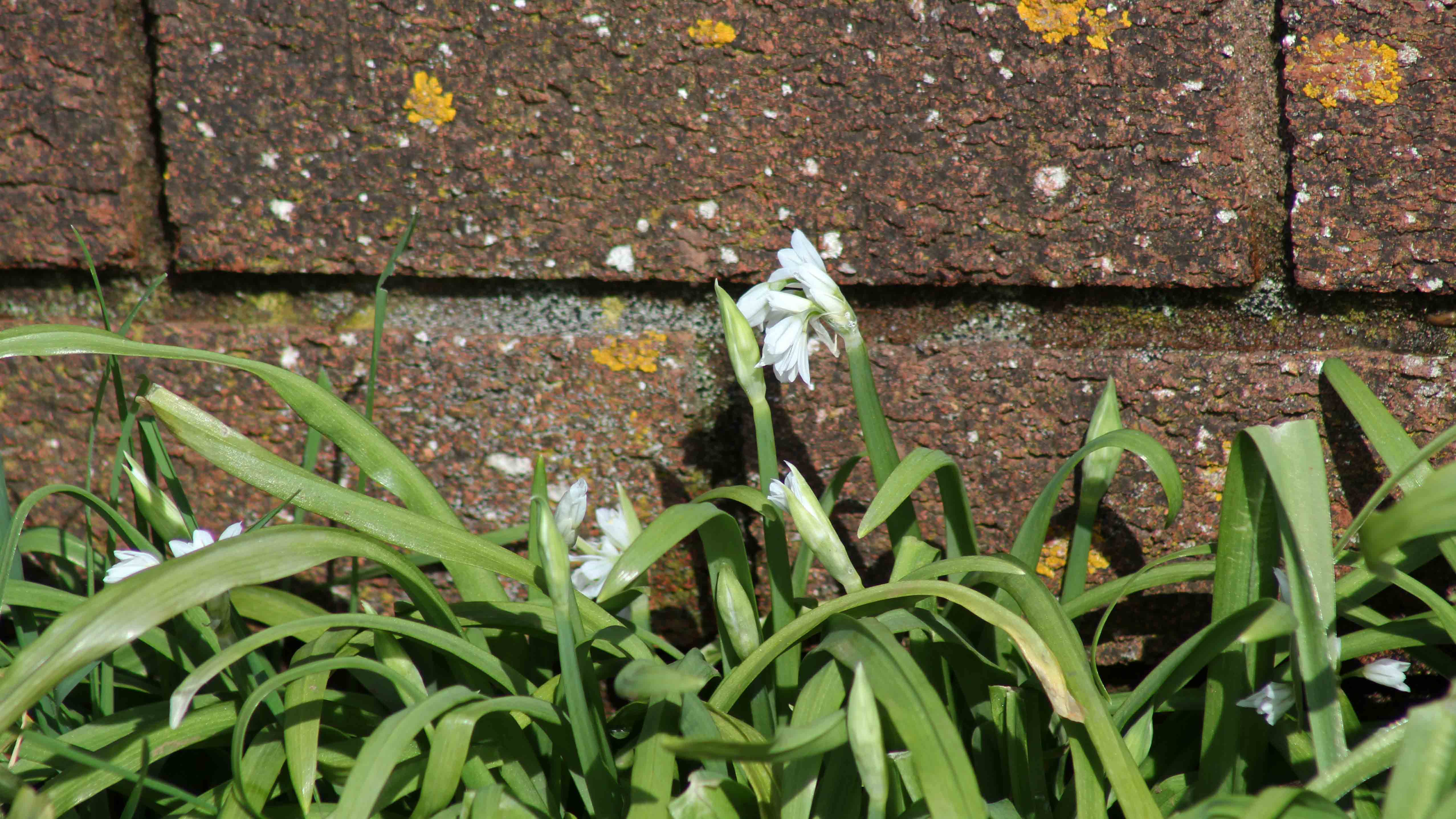 180323 three-cornered leek